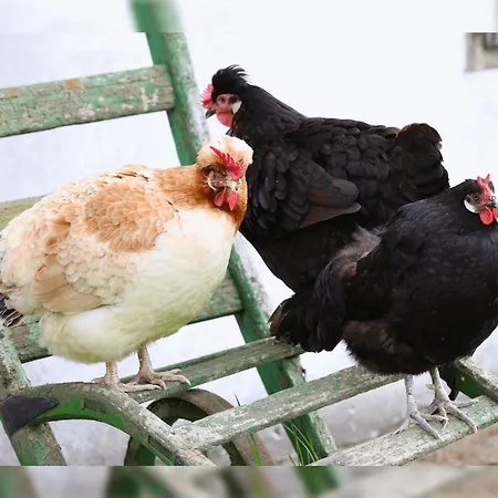 Appartamento Gruene Wiese - Gaeste-minibungalow In Der Edermuehle