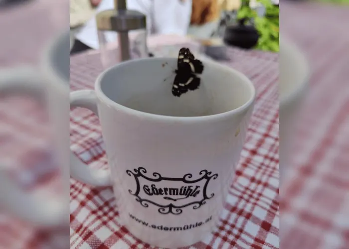 Lejlighed Gruene Wiese - Gaeste-minibungalow In Der Edermuehle *