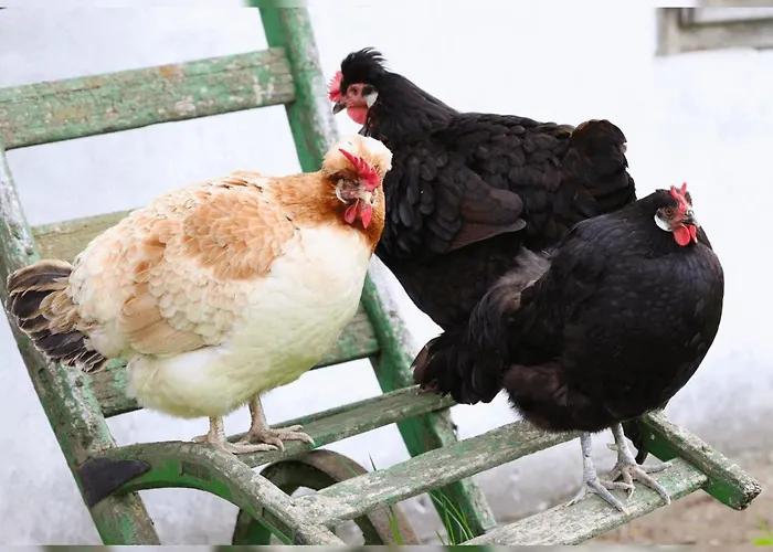 Lejlighed Gruene Wiese - Gaeste-minibungalow In Der Edermuehle