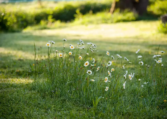 Gruene Wiese - Gaeste-minibungalow In Der Edermuehle Lejlighed